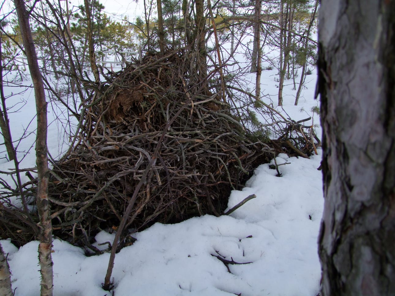 Sääksenpesä putosi maahan myrskyn voimasta.