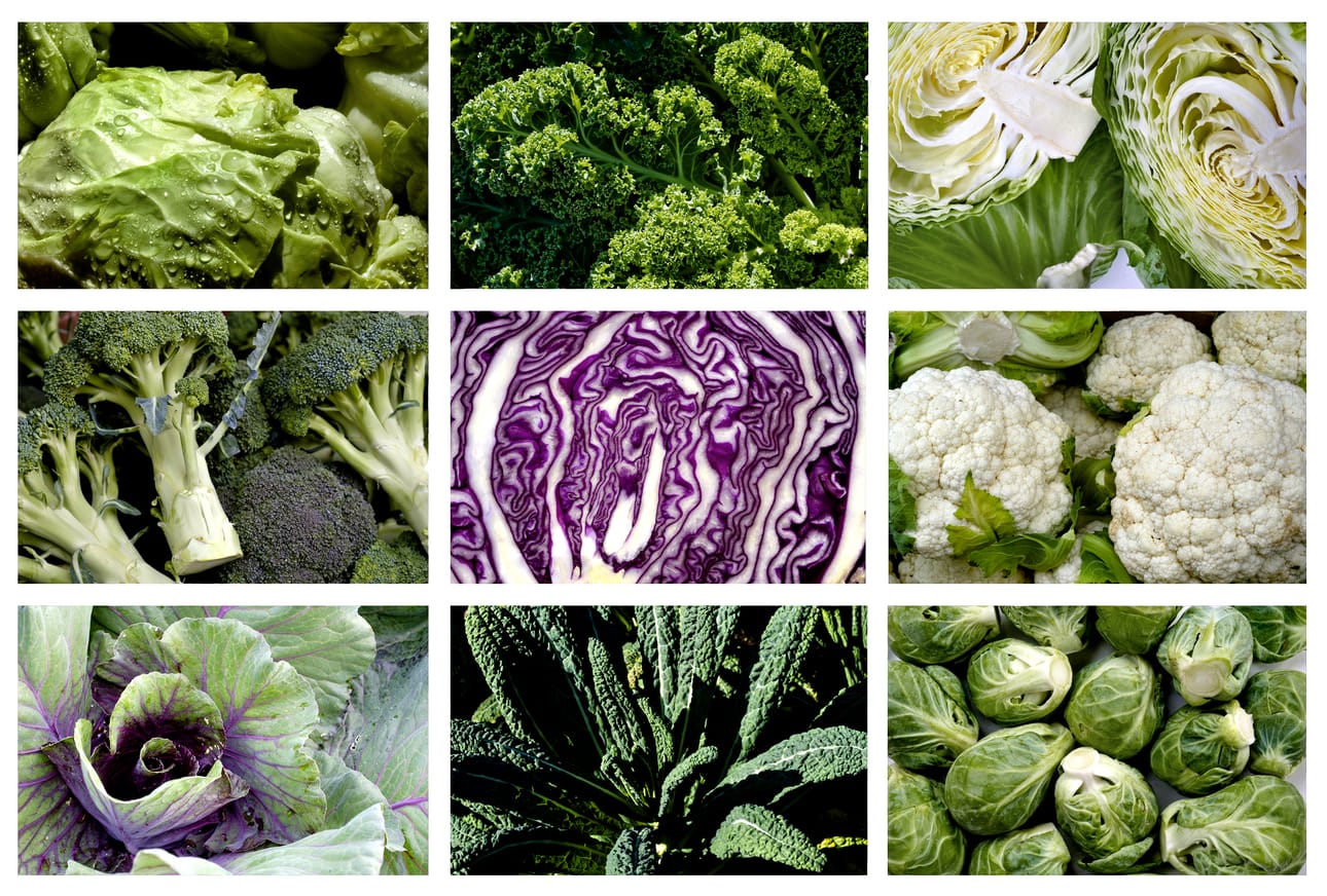 Kaalilajit ovat ylhäältä vasemmalle varhaiskaali, lehtikaali, keräkaali, parsakaali, punakaali, kukkakaali, suippokaali, palmukaali ja ruusukaali.