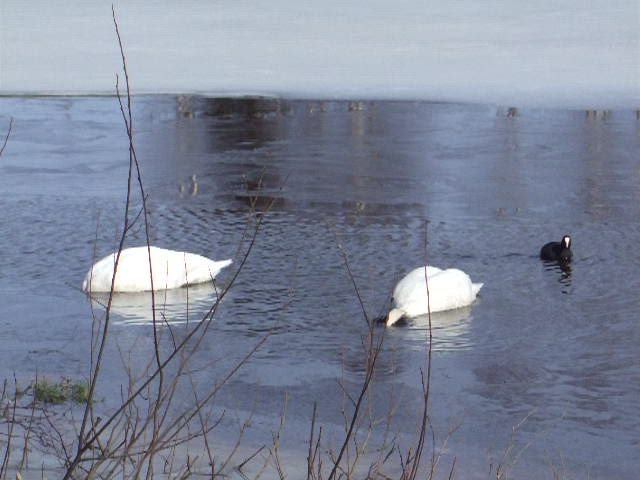 Kaijonlahden keväistä elämää