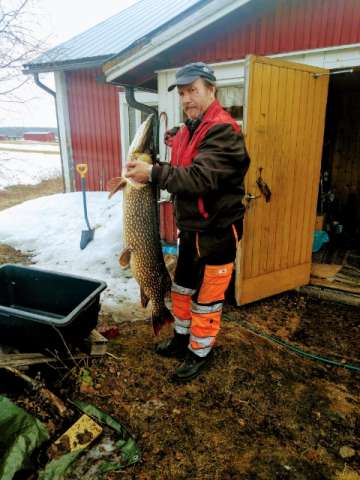 "Kyllä se sitten rupesi vastustelemaan, kun sen avennosta sain ja jään päälle viskasin" – Veli Parviaisen jätti ui kalakisan kärkeen