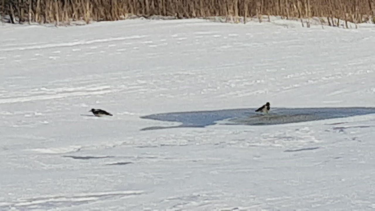 Varikset kylpevät kevätauringossa