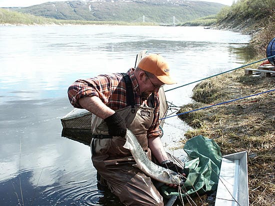 Matti Kylmäaho ja talvikko.
