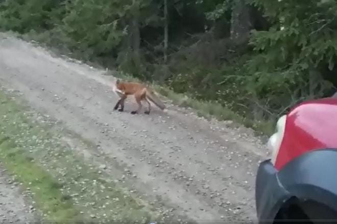 Kuvakaappaus Jani Laasalan kuvaamalta videolta.