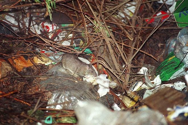 Vaasassa on alkuvuodesta havaittu ennätysmäärä rottia. Arkistokuva: Jari Karjanmaa