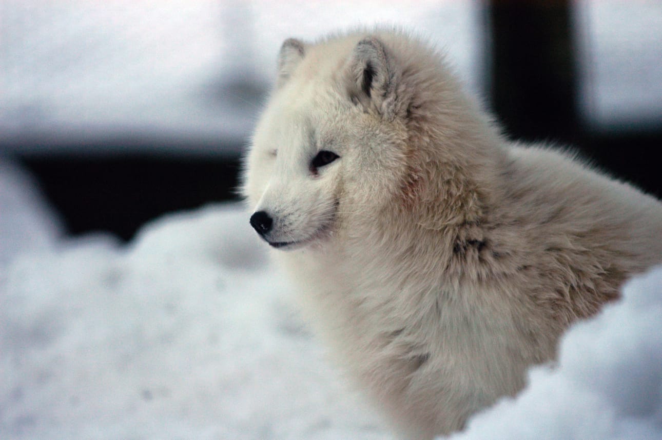 Naali on luokiteltu erittäin uhanalaiseksi lajiksi. Tämä naali on kuvattu Ähtärin eläinpuistossa.