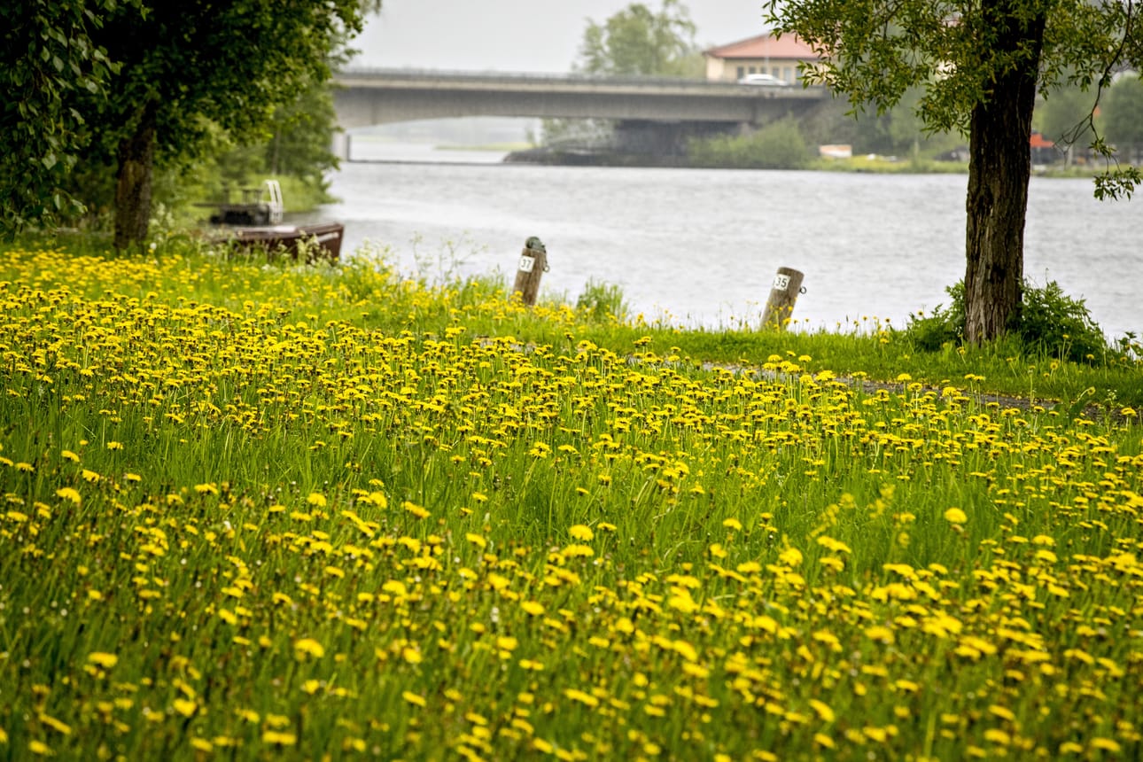 Voikukkien loistoa Oulujokivarressa.