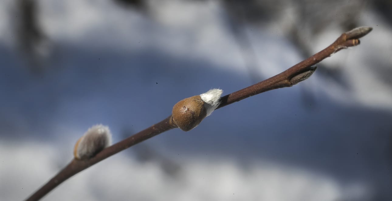 Kevät antaa vielä toden teolla odottaa itseään.