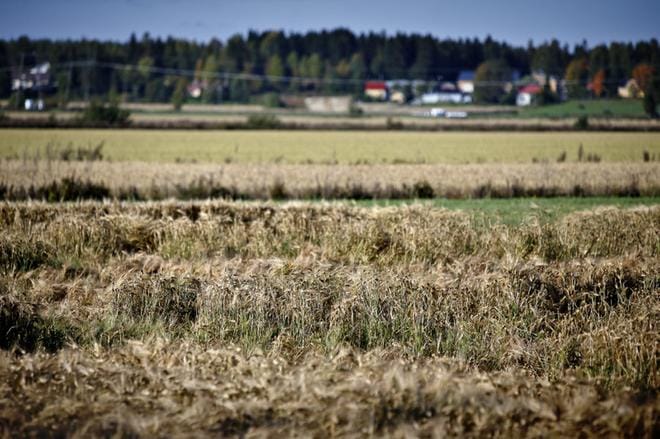 Ruotsi on jo myöntänyt 120 miljoonan tukipaketin hädässä oleville viljelijöille. Tuottajajärjestö MTK:n puheenjohtaja Juha Marttilan mukaan samaa suuruusluokkaa potin tulisi olla myös Suomessa. KUVA: Tomi Kosonen
