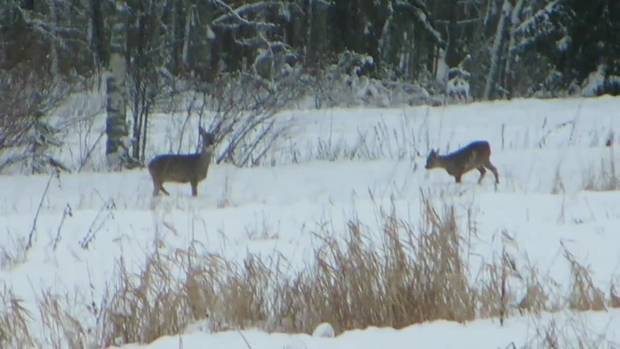 Kauriit lenkkipolulla