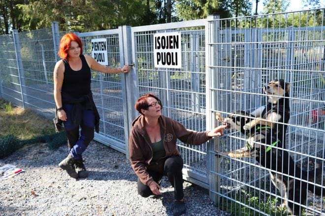 Janita Heimonen ja Marjo Ahokas viimeistelivät koirapuiston käyttökuntoon. Mukana hääräsivät Heimosen koirat Allu ja Lemmy. KUVA: EEVA-LIISA KULJU