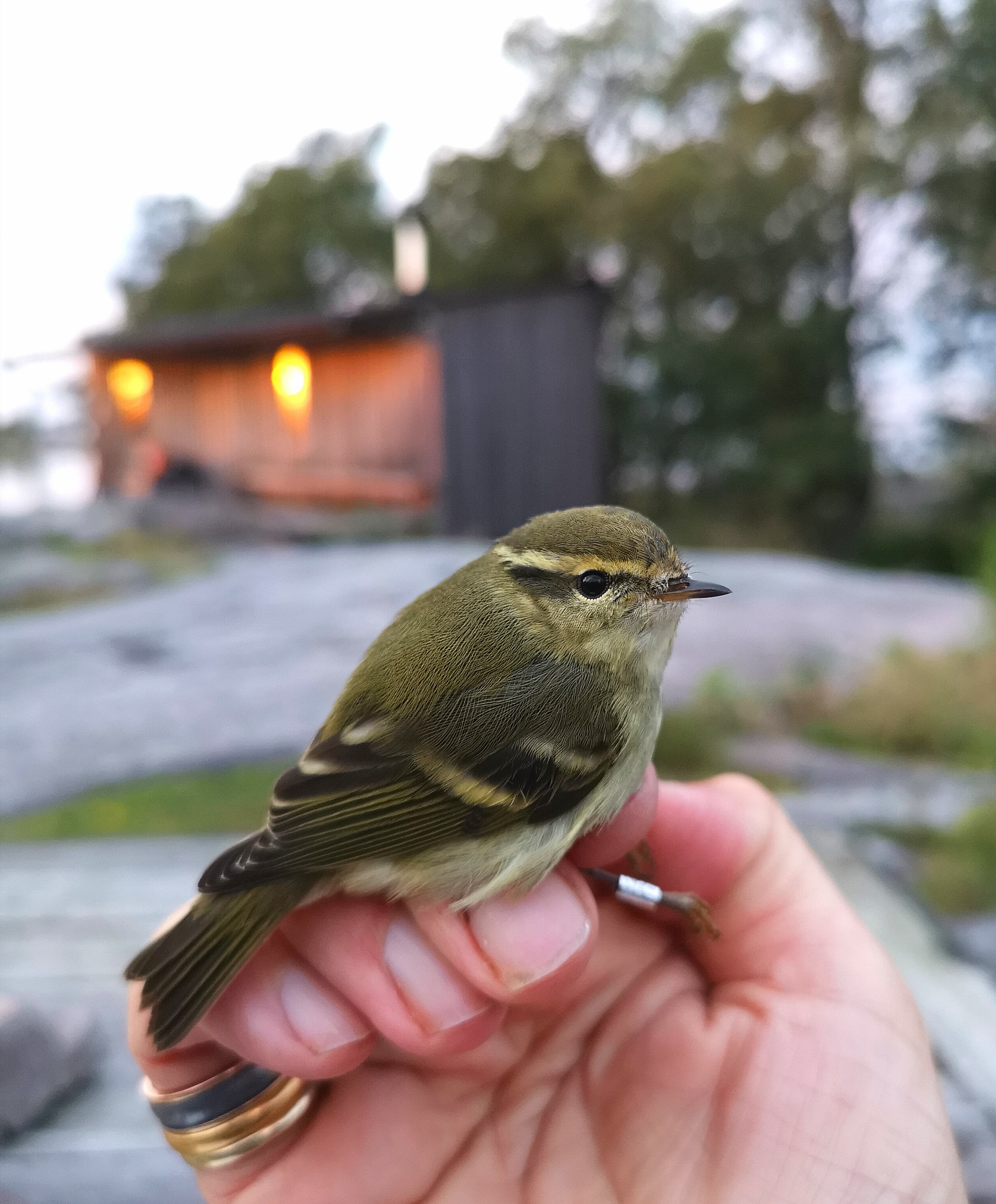 Harvinainen taigauunilintu toi Taivalkoskelle tuulahduksen Uralin takaa idästä
