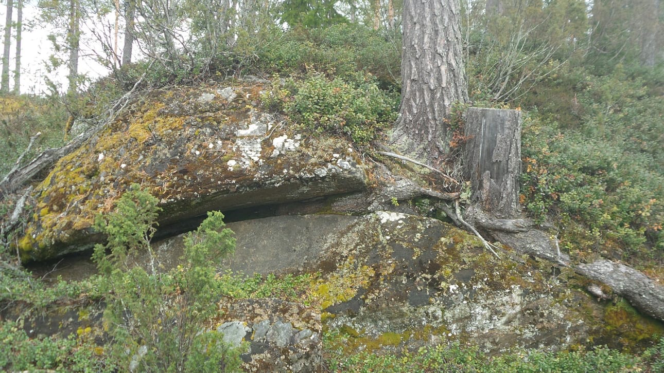 Männyllä on poweria! Halkaisee kivilohkareen kun aikaa on riitävästi