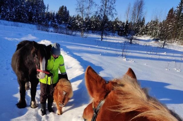 Vilma Jokiaho Teuvo-hevosen ja Sulo-ponin kanssa lenkillä aurinkoisena talvipäivänä. Elli-hevonen seuraa tilannetta. KUVAT: LIINA RAJALA