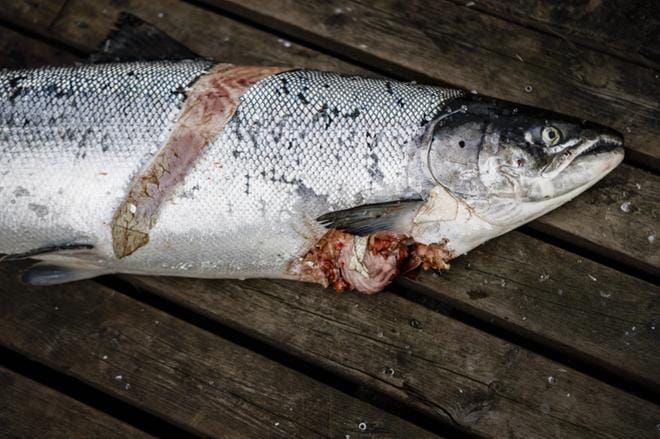 Pyydyksiä kehitetään hylkeenkestäviksi, mutta pedot ovat ihmistä ovelampia. Tämä hylkeen runtelema lohi löytyi rysästä Perämerellä. KUVA: