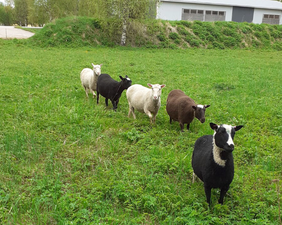 Pyhännän toimintatuvan väki hoitelee oman pihan pupujen ja kanojen ohella myös Palvelukeskus Nestorin vierellä laiduntavia lampaita. Keskiviikkona saapuneet uuhet olivat vehreydestä mielissään.