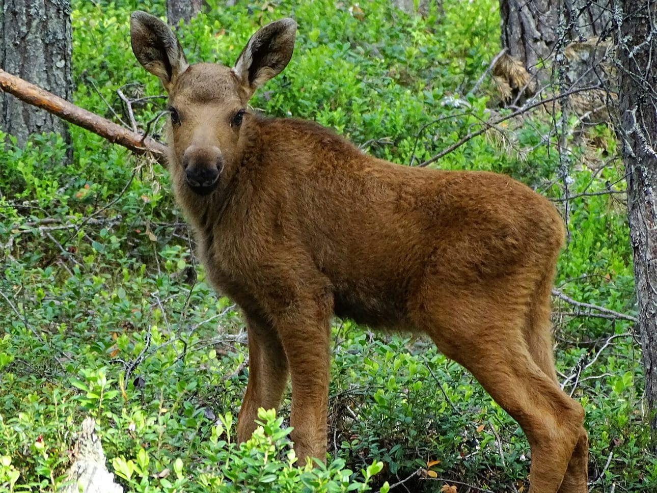 Pieni hirvenvasa tuli yllättäen vastaa metsässä, kertoo kuusamolainen Tarja Määttä.
