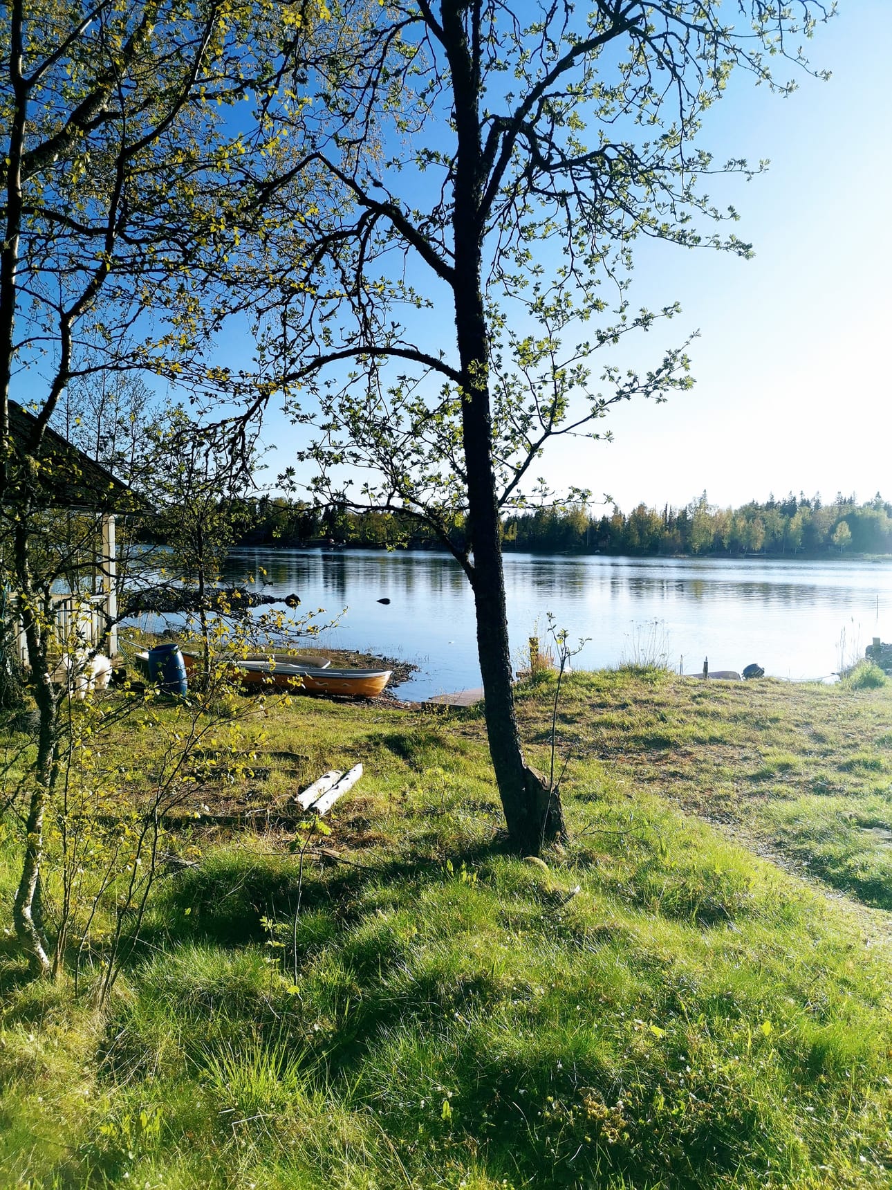 Lepänlehdet ovat vielä pieniä. Kesä on kumminkin tuloillaan. Kuva on Kaskisista.