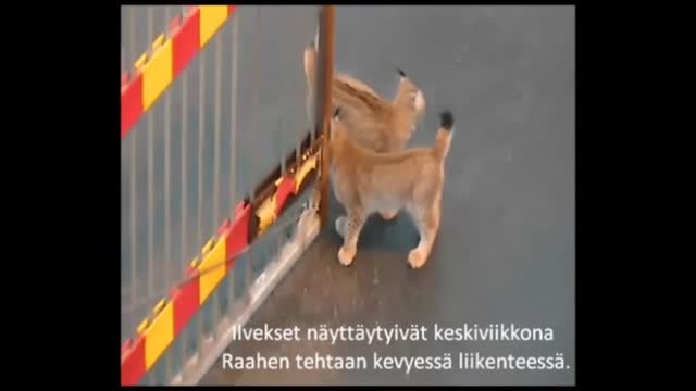 Ilveksiä SSAB:n portilla