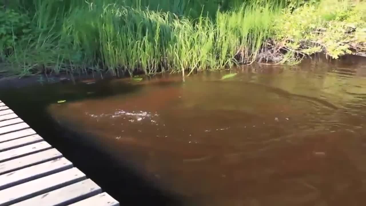 Kalojen ruokinta