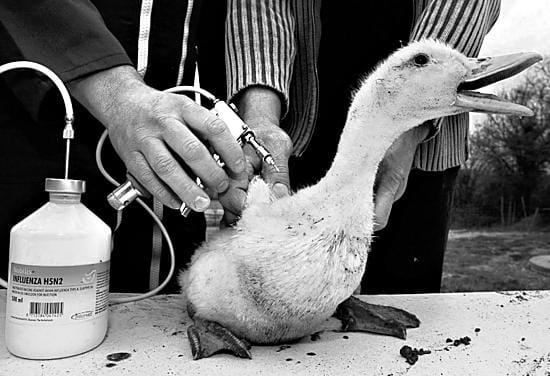 Ranskassa on aloitettu siipikarjan rokotukset, kun Itä-Ranskan Versailleux´n kylän kalkkunoista löytyi lintuinfluenssaa.