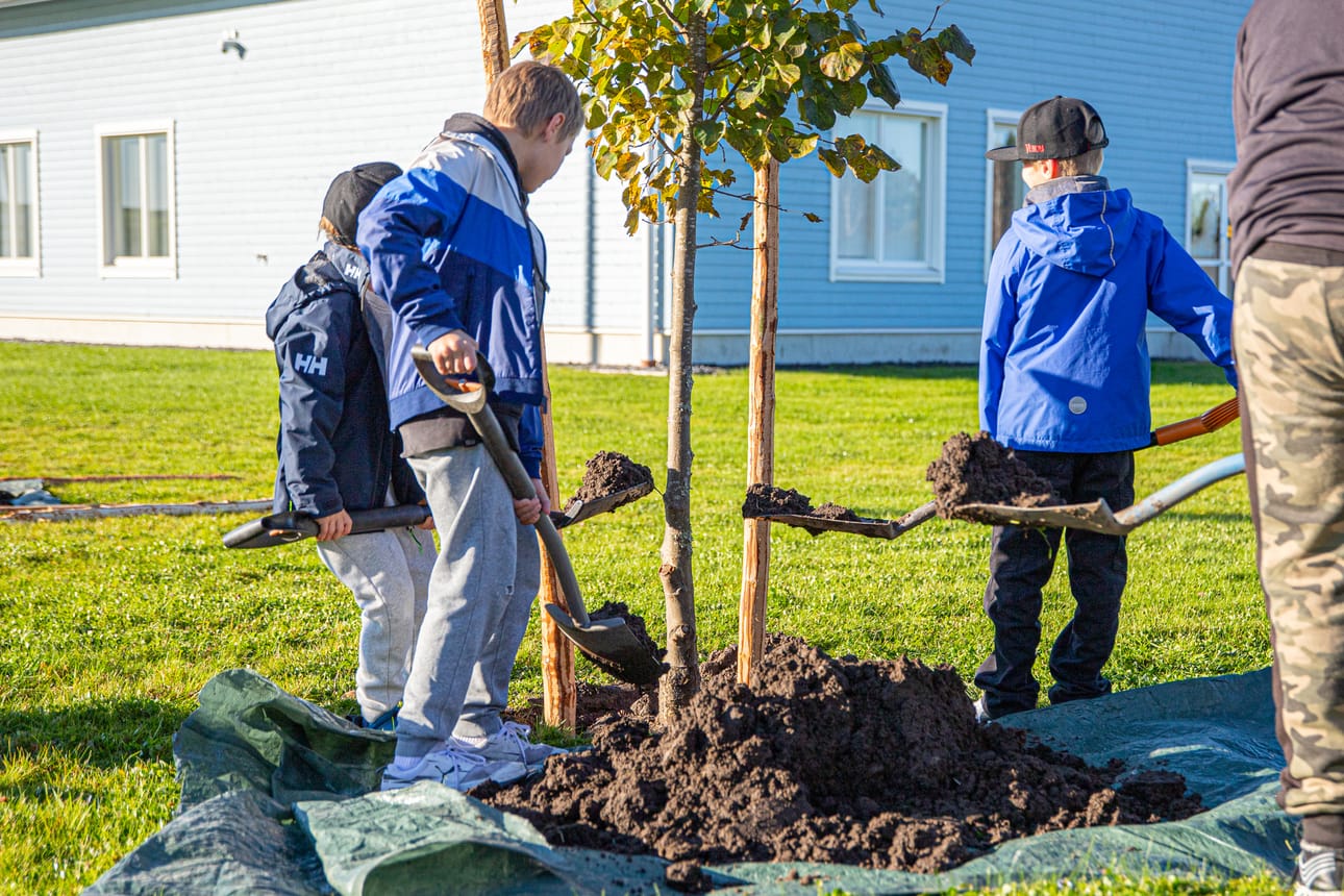 Koululaiset istuttavat puuta Tuiskulan koulun pihalla syyskuussa 2024. Kuvituskuva.