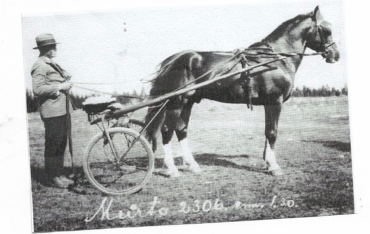 Murto oli tummanrautias suomenhevosori, joka juoksi ravikuninkaaksi vuosina 1926 ja 1929. Sen patsas on Seinäjoen Ravikeskuksen pääkatsomon edessä.