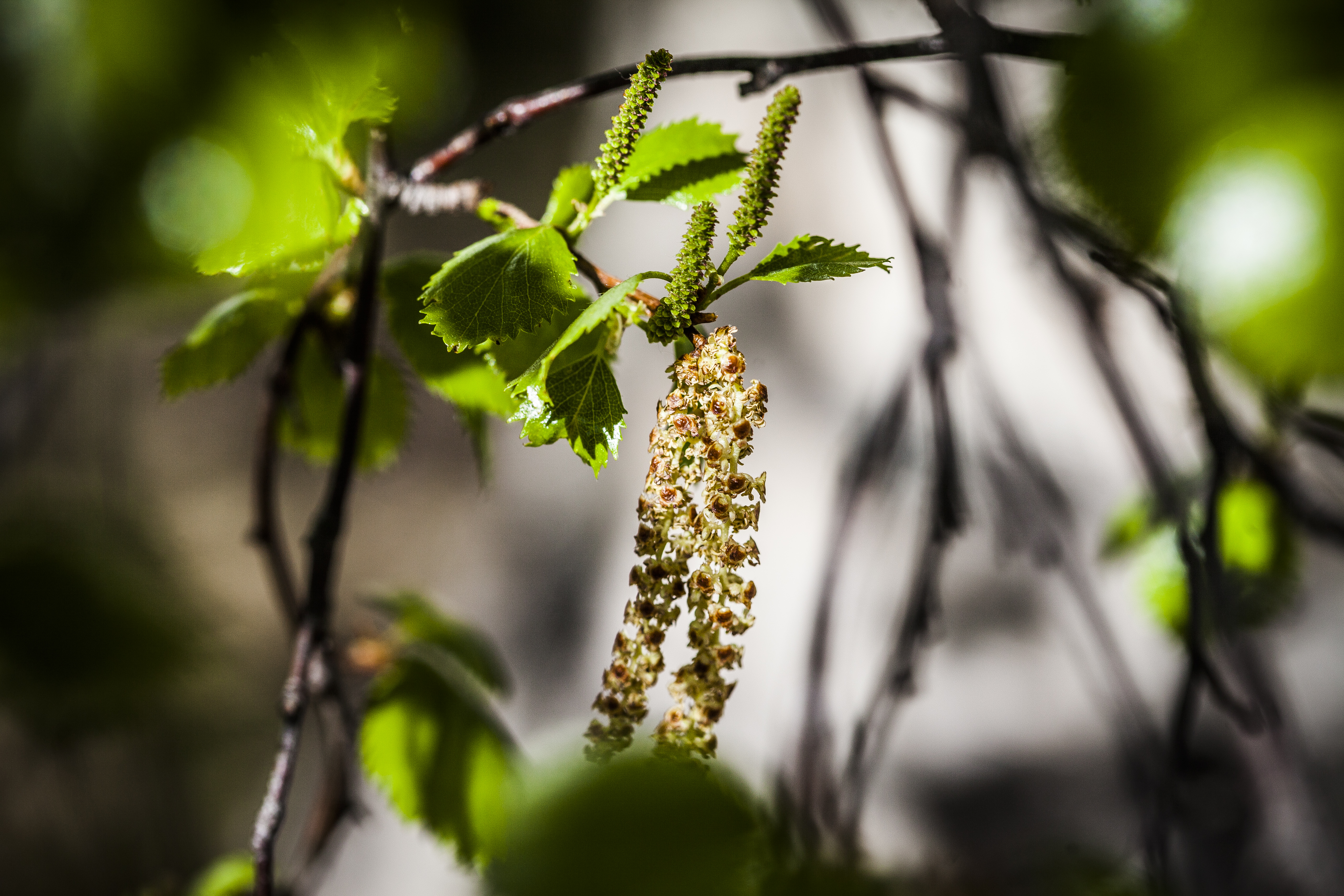 Koivuallergikoille on tulossa erittäin helppo kevät – Kukinta jäämässä hyvin pieneksi