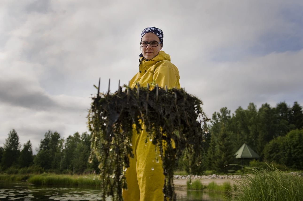 Tutkija Anna Väisänen kauhaisi haravalla tukun vesiruttoa Kuusamojärven Partasenlahden rannasta.