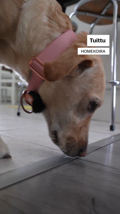 Voiko koira haistaa homekodin?