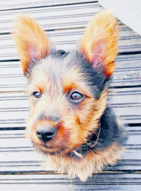 Toivo on yhä hukassa. Oletko sinä nähnyt sitä?