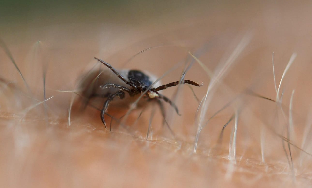 Edelleen suuri osa TBE-tartunnoista tulee alueilta, joiden asukkaat olisivat oikeutettuja maksuttomaan rokotukseen, mutta rokotetta ei ole otettu. LEHTIKUVA / Jussi Nukari