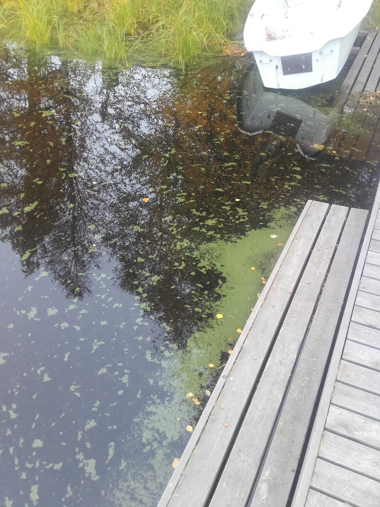 Sinilevä