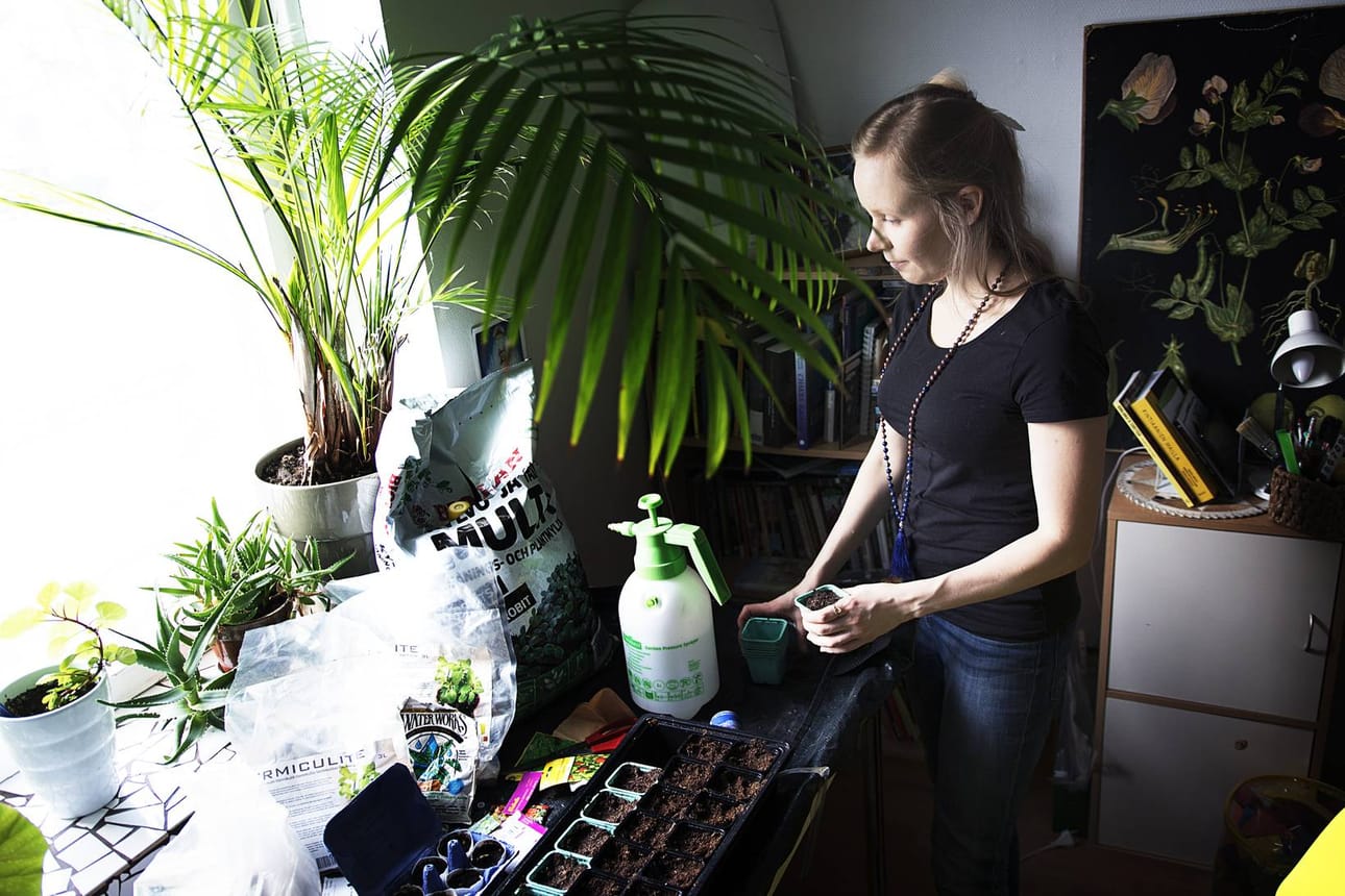 Hyötykasvit. Lapissa yrtit alkavat herkästi kukkia, kun valoa on ympäri vuorokauden. Siksi niitä kannattaa käyttää jatkuvasti, mikä ehkäisee kukkimista, Noora Peltola vinkkaa.