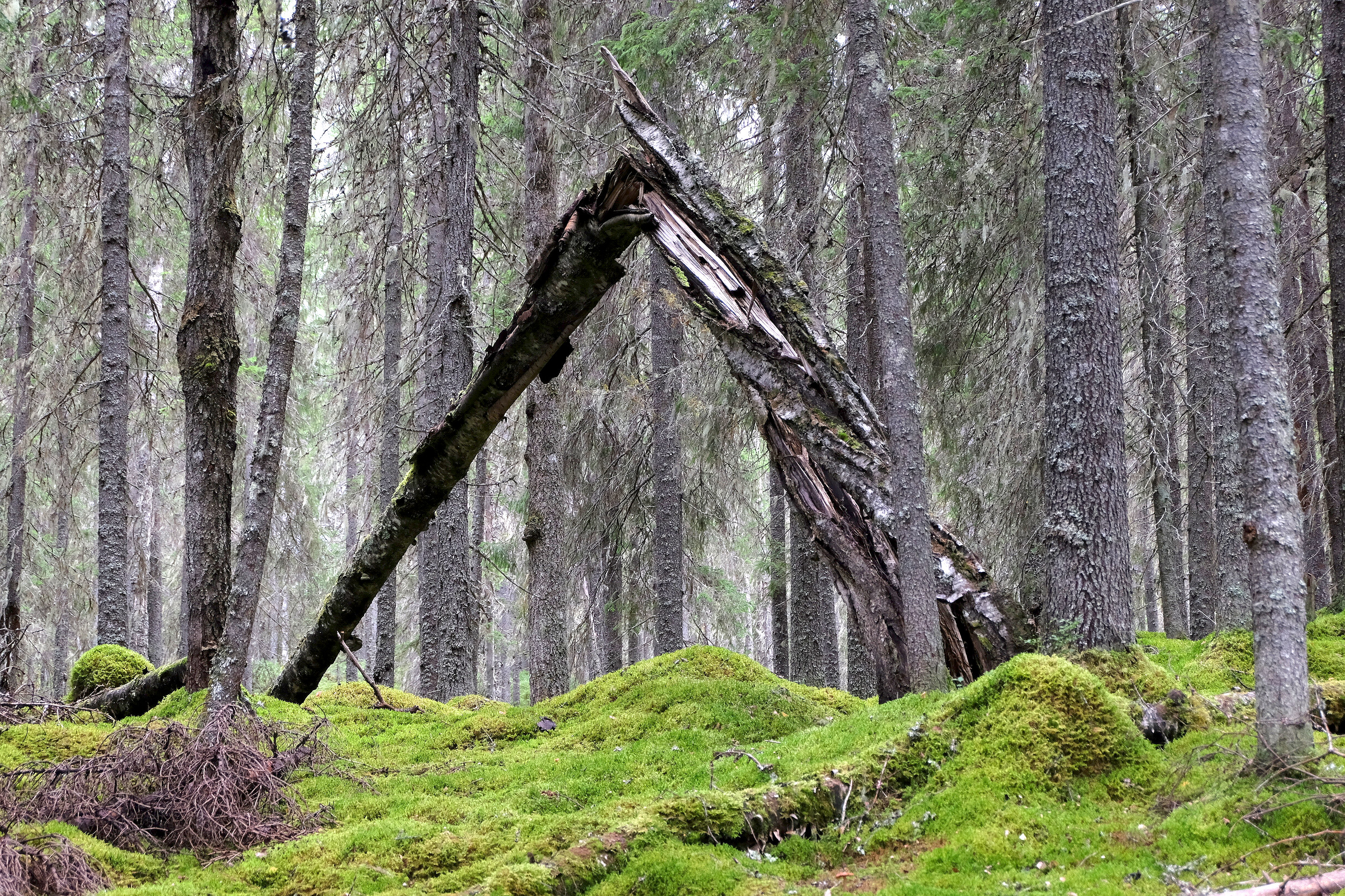 Tämä kuva on kirjan kannessa. Se on otettu Natura-alueen sisällä olevan luonnonsuojelualueen pohjoisosasta.