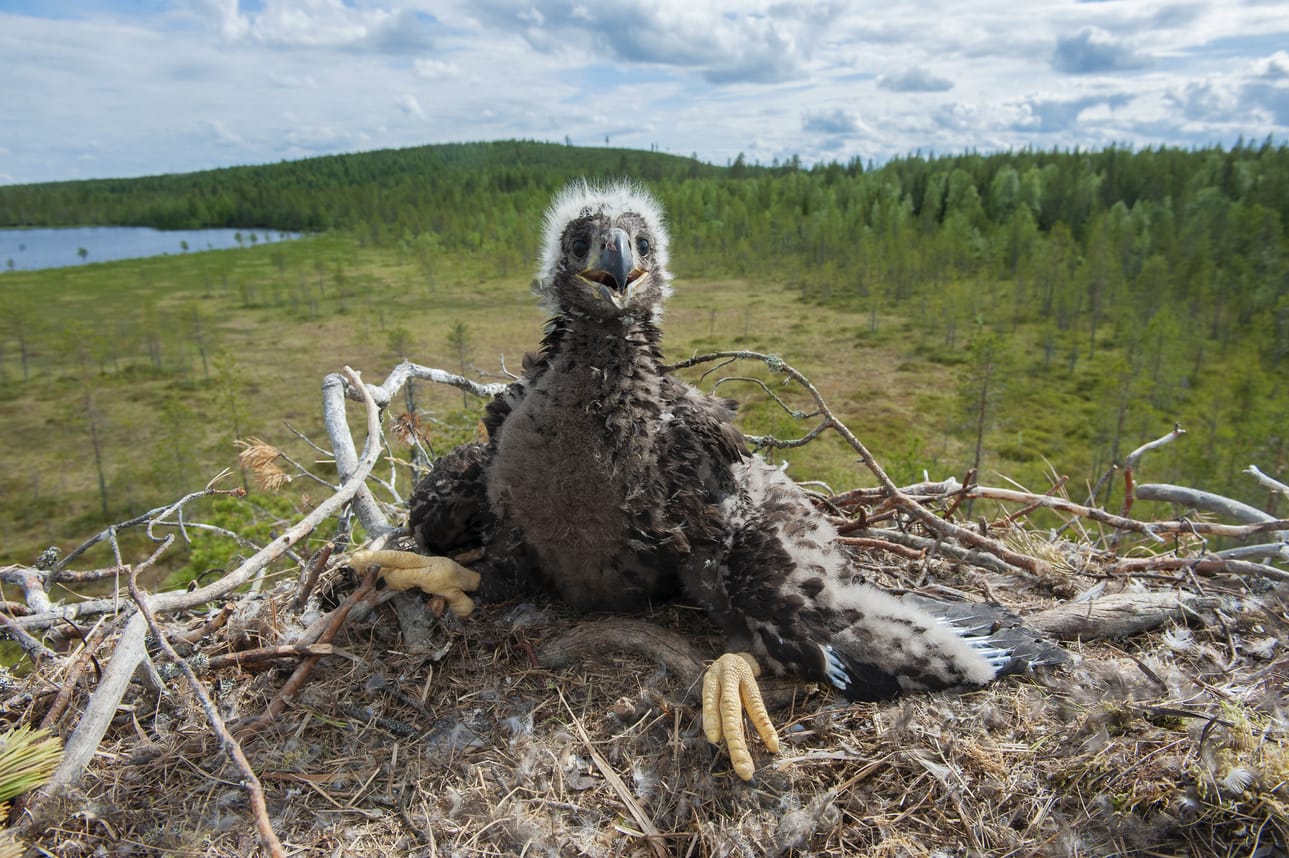 Merikotka pesii myös yleensä puun latvukseen, ja sen pesä on rakennettu kuivista oksista ja siinä voi olla lisäksi muuan tuore oksa.