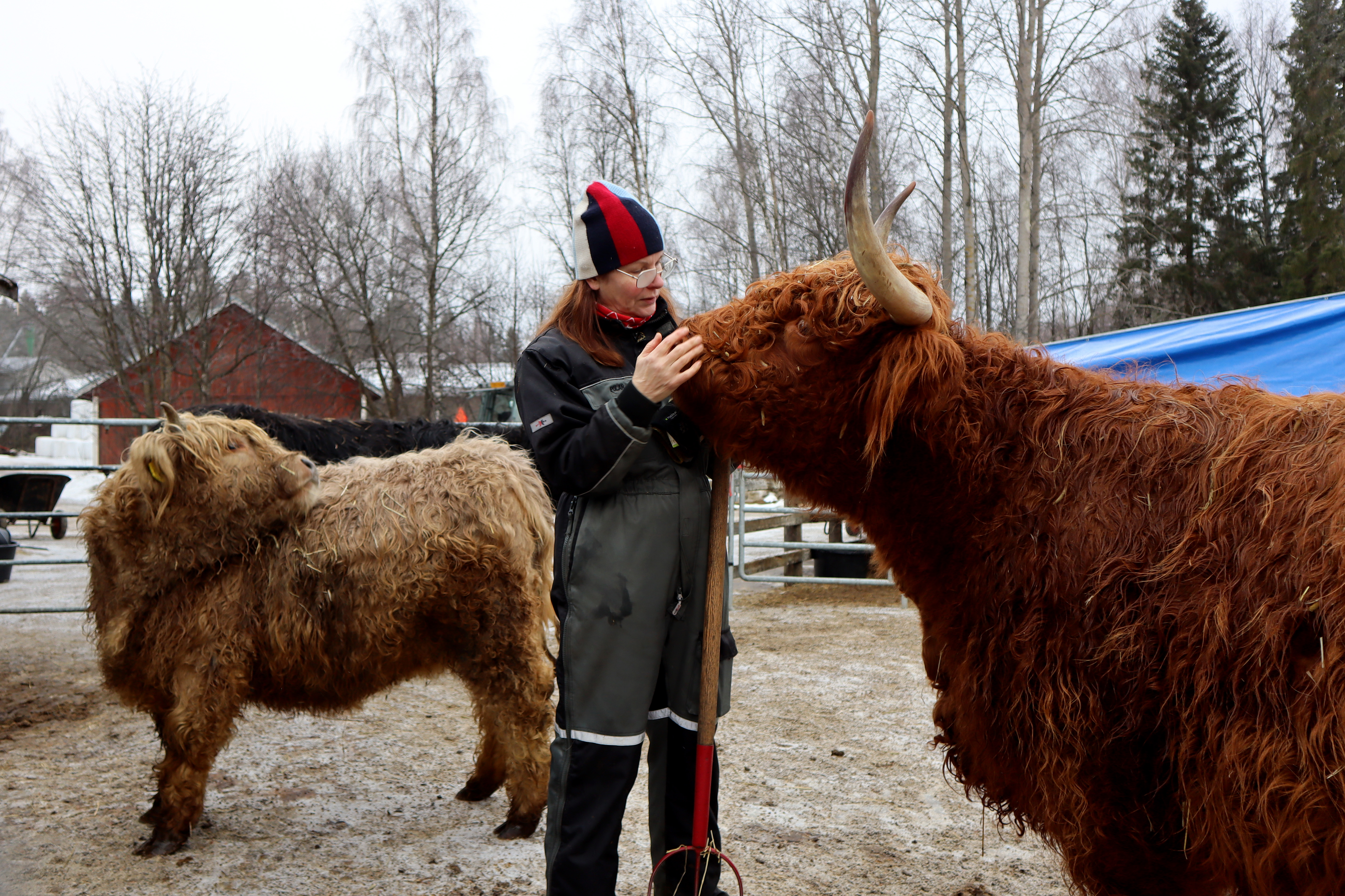 Ylämaankarja on älykäs ja alkukantainen rotu, jolle lauma on kaikki kaikessa