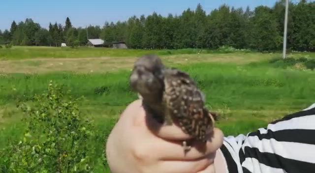 Käenpiian poikanen matkii käärmeen luikertelua
