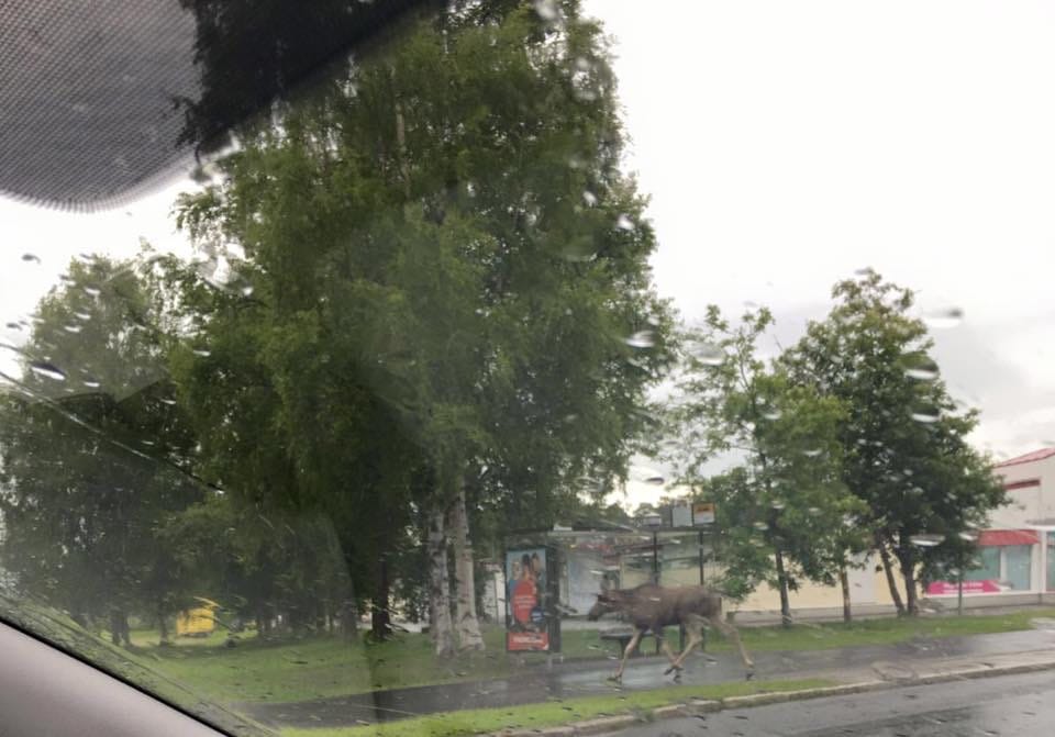 Hirvi lönkytteli Höyhtyän ostoskeskuksen liepeillä juhannuspäivän aamuna.