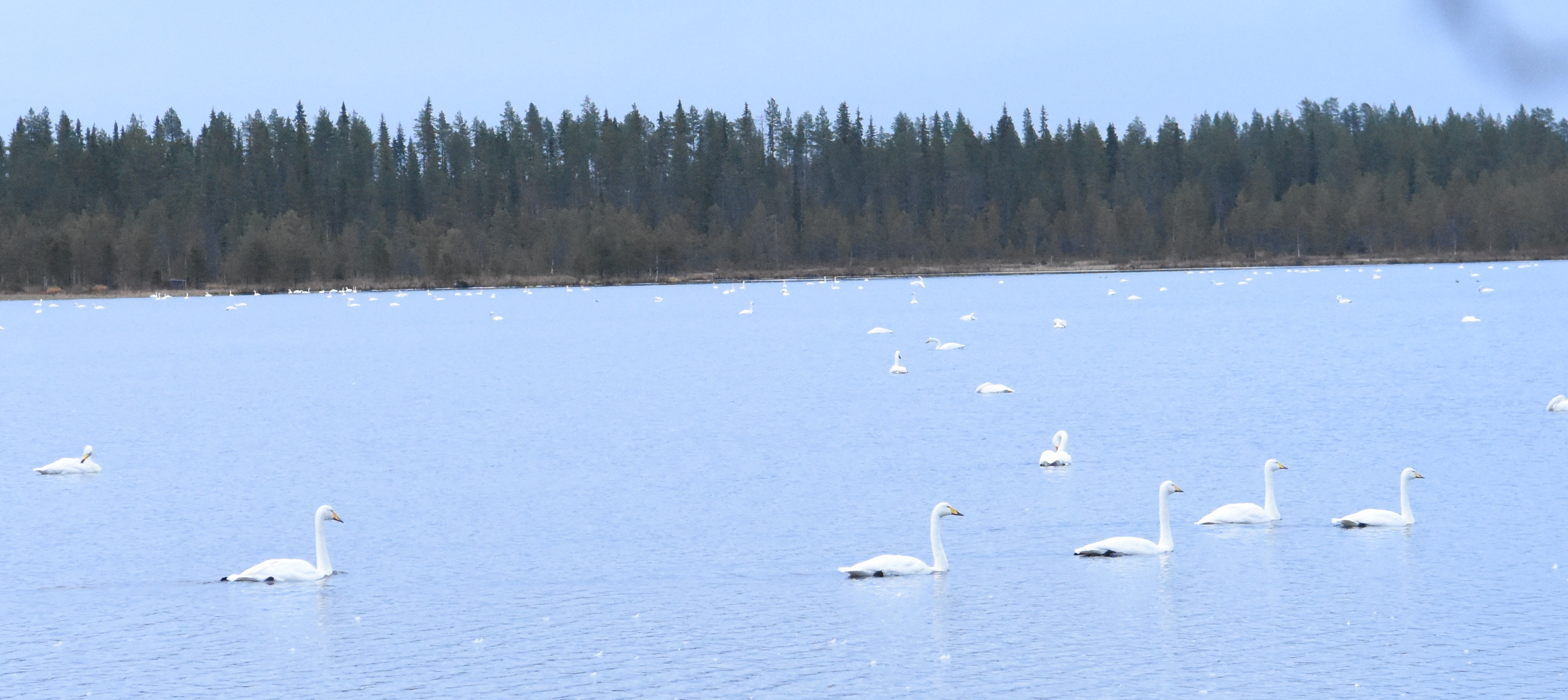Joutsenet viihtyvät Nissinjärven matalassa Kokkoperässä aivan viitostien läheisyydessä. Rannalta niitä on helppo nähdä ja kuvata.