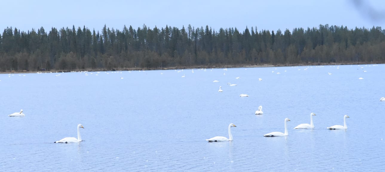 Joutsenet viihtyvät Nissinjärven matalassa Kokkoperässä aivan viitostien läheisyydessä. Rannalta niitä on helppo nähdä ja kuvata.