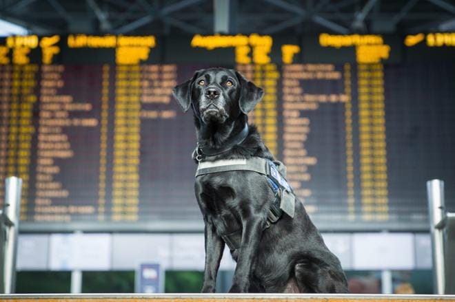 Urho on kiiltäväturkkinen, komea labradori. Kuva: Jukka Pätynen/Kennelliitto