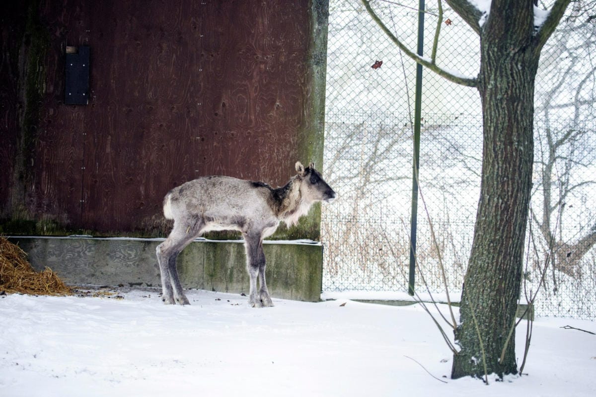 Korkeasaari kertoi sunnuntaina, että eläin on ollut jalkeilla ja ruoka on maistunut. LEHTIKUVA / HANDOUT / KORKEASAARI ZOO