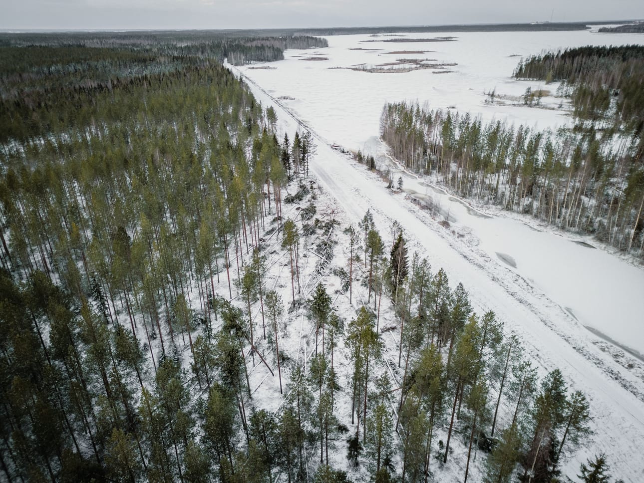 Pohjoisesta järven yli puhaltanut tuuli kaatoi harvennettua kasvatusmännikköä Kyrkösjärven eteläpäästä.