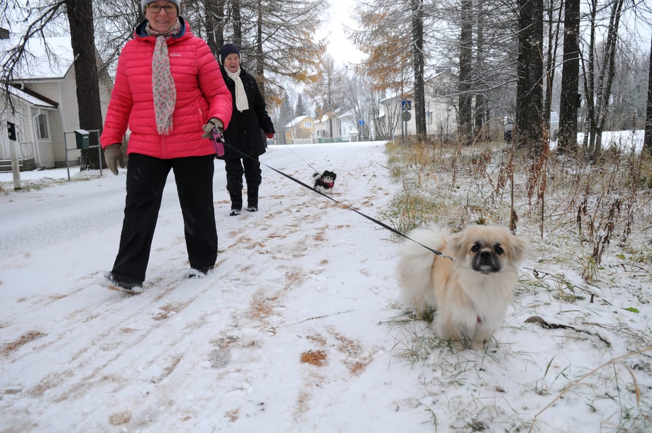 Milla ja Seija Karjalainen sekä Isla ja Irja Hekkala tekivät keskiviikkona pitkän aamulenkin. Ensilumi oli mieleen kaikille.