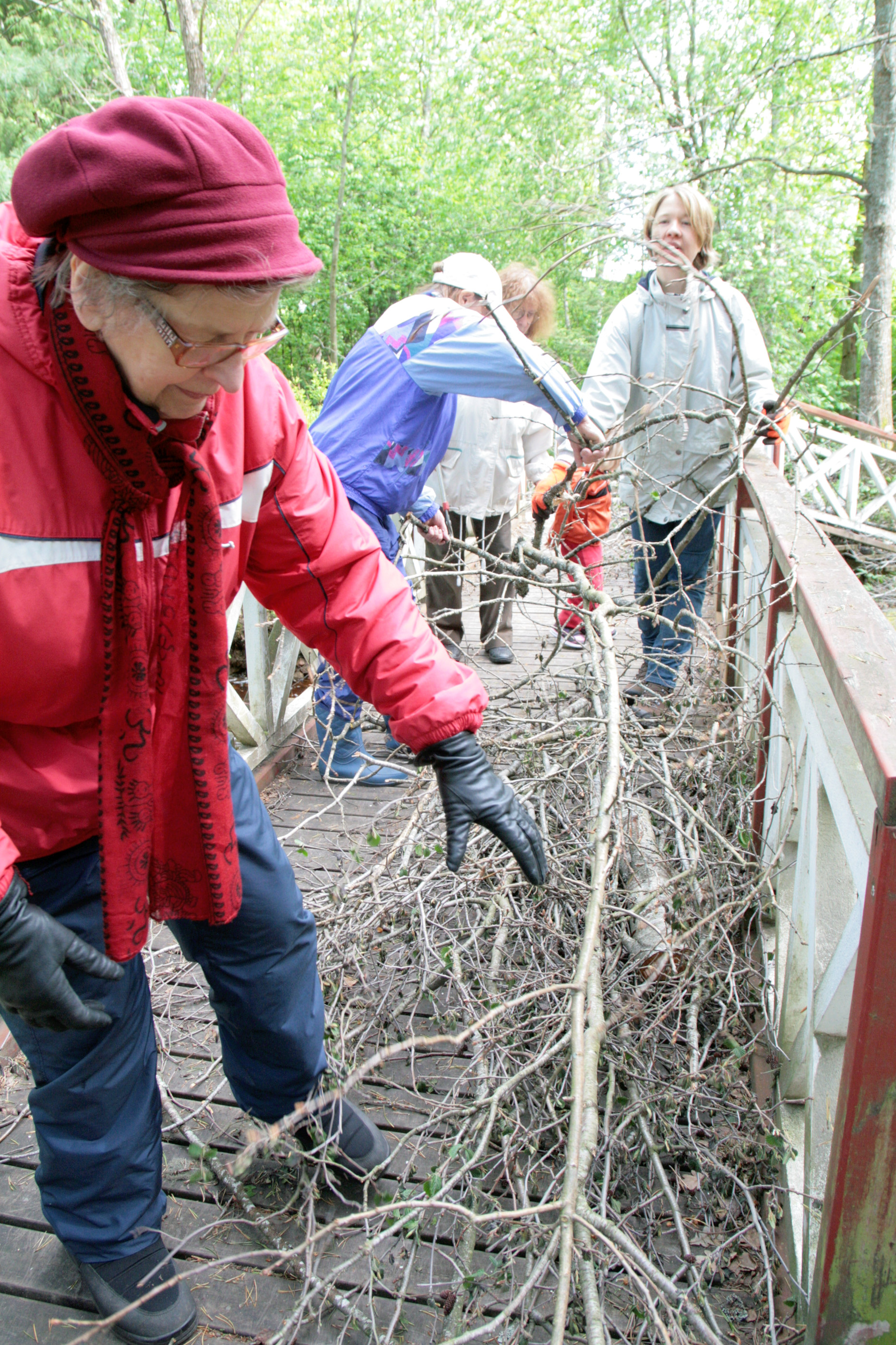 Marjatta Siira (edessä), Riitta Kärki, Ritva-Liisa Pihlaja ja Raija Vuorisalo keräsivät risuja arboretumissa viime viikon torstaina pidetyissä talkoissa.