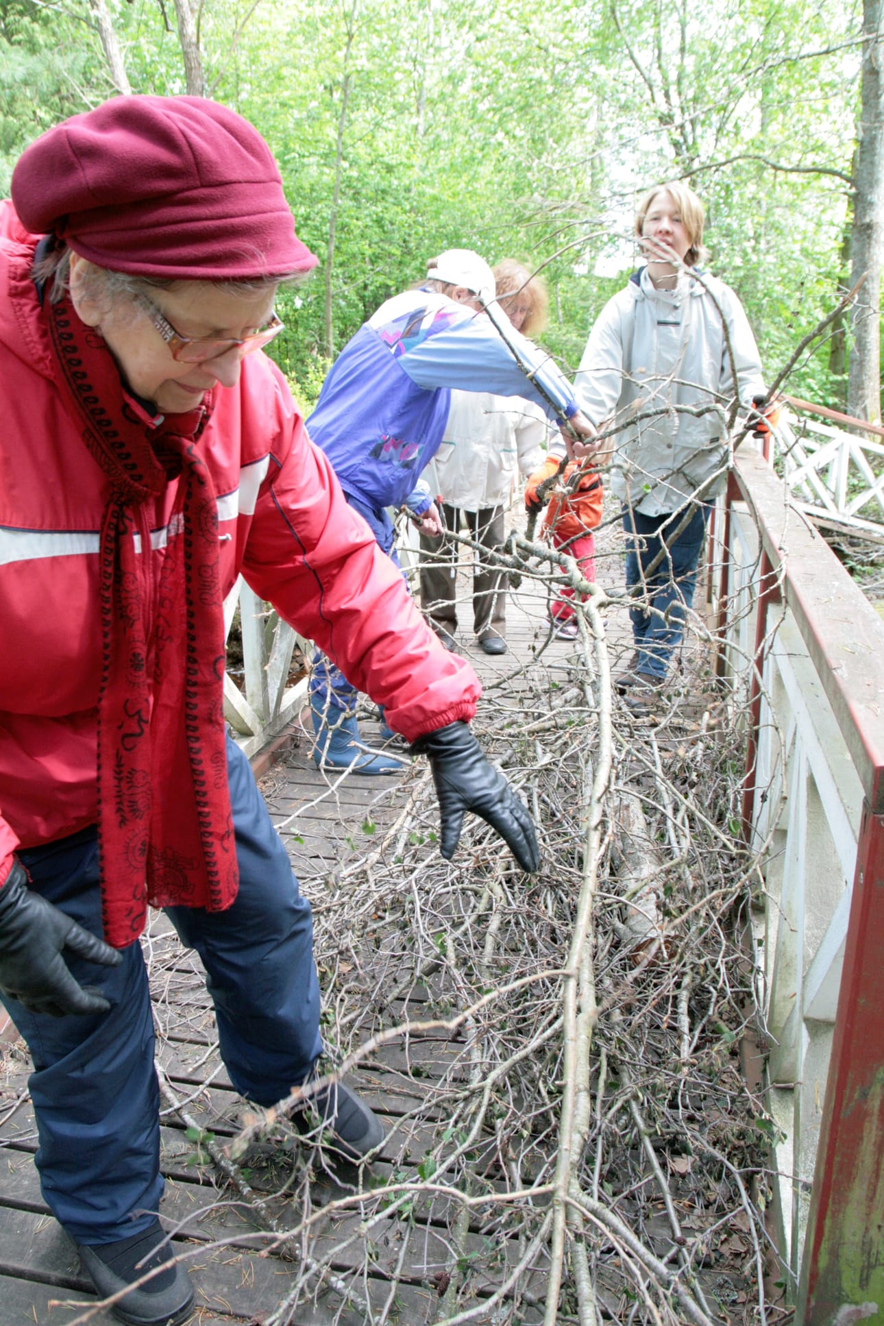 Marjatta Siira (edessä), Riitta Kärki, Ritva-Liisa Pihlaja ja Raija Vuorisalo keräsivät risuja arboretumissa viime viikon torstaina pidetyissä talkoissa.