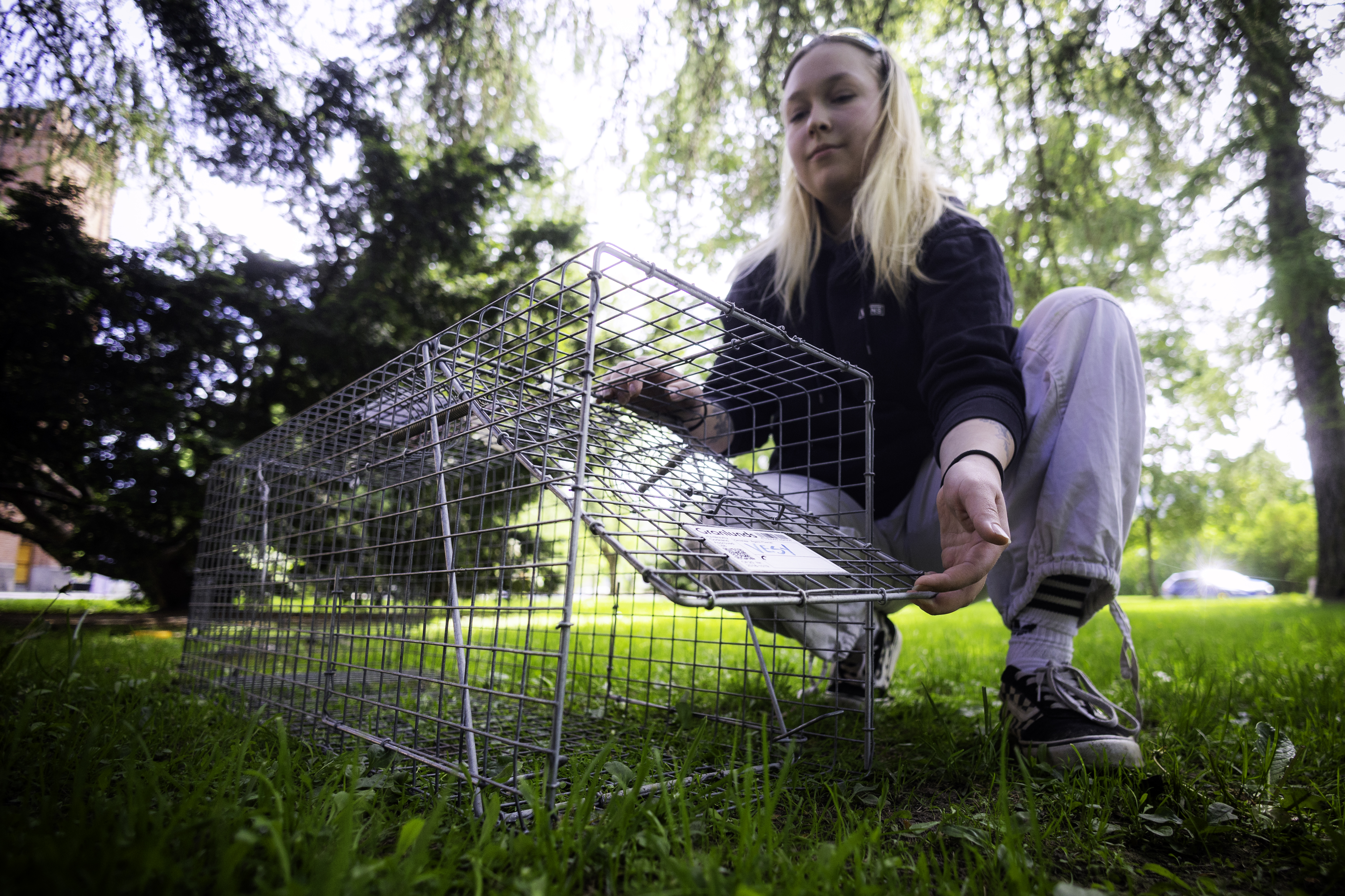 Vaasan puskaradio pelasti Milou-koiran – Näin teet toimivan ilmoituksen karanneesta lemmikistä