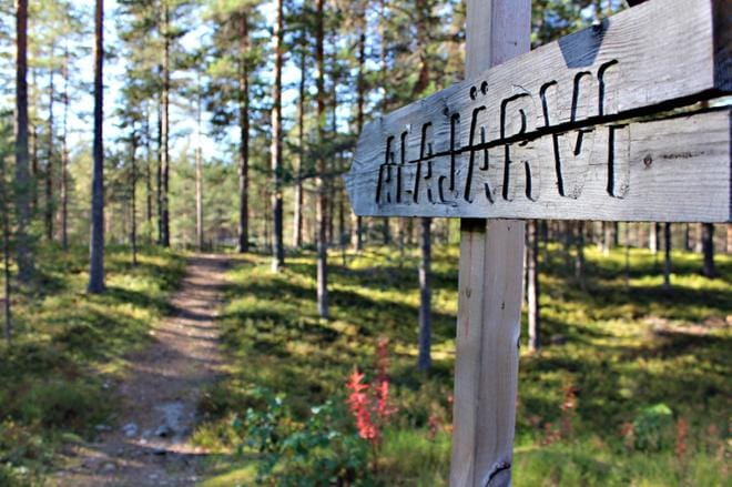 Valkealammen patikka Alajärven Lehtimäellä on lauantaina 8. syyskuuta. KUVA:REIJO HEIKKILÄ