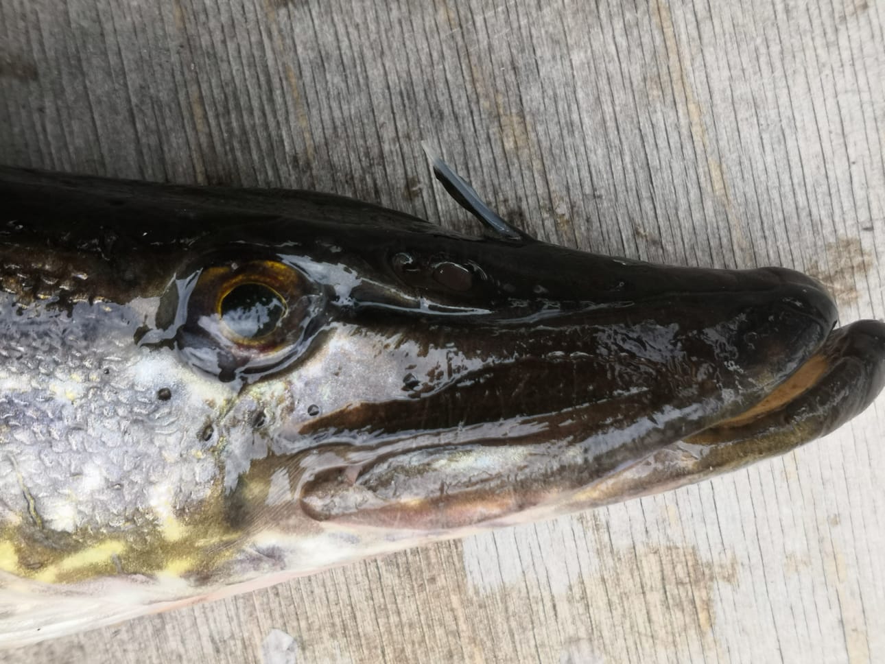 Inarilainen Kari Kyrö pyydysti yksisarvisen hauen Juutuavuonosta verkolla maanantaiaamuna.