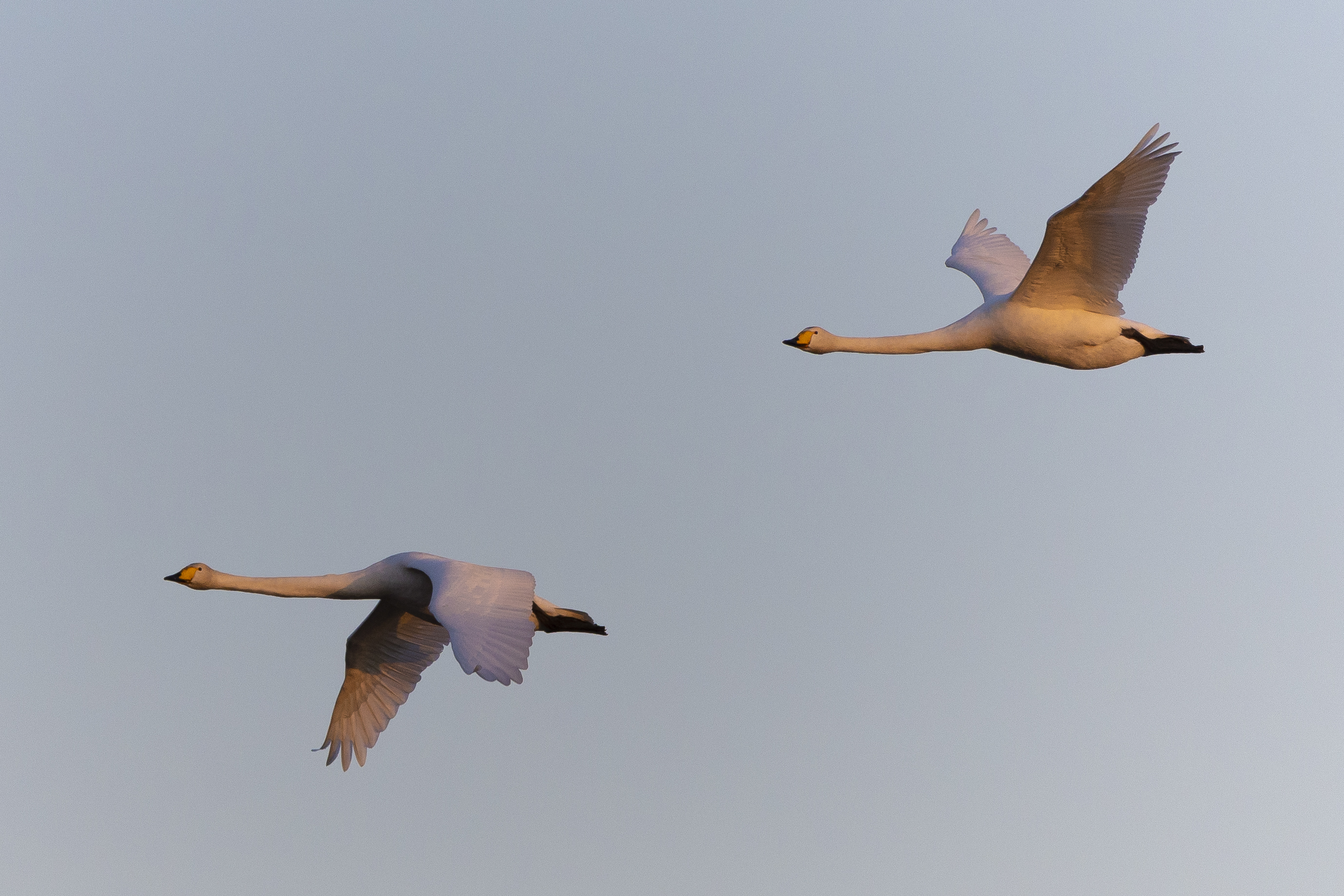 Joutsenet töräyttelevät jo Järviseudulla – Lintuasiantuntija: "Lähes kuukausi etuajassa"